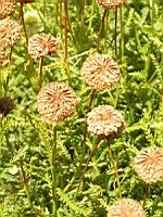 Santoline petit-cypres - Santolina chamaecyparissus (en Corse) (03) (Photo F. Mrugala)